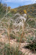 Stipa pennata