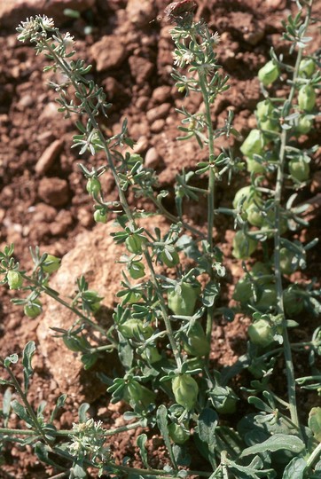 Reseda phyteuma