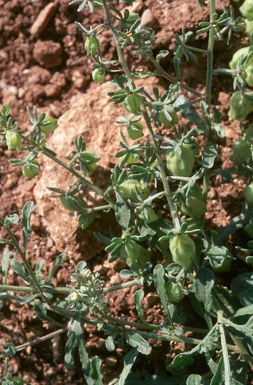 Reseda phyteuma