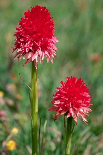 Nigritella nigra ssp.rubra