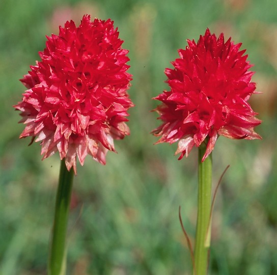 Nigritella nigra ssp.rubra