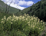 Polygonum alpinum