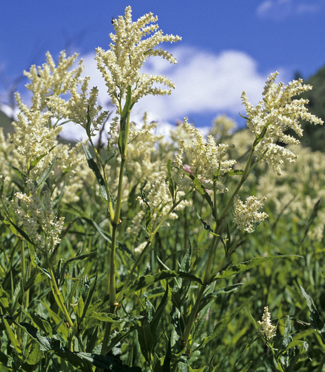 Polygonum alpinum