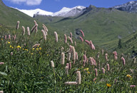 Polygonum bistorta