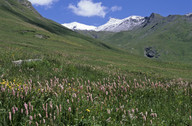 Polygonum bistorta