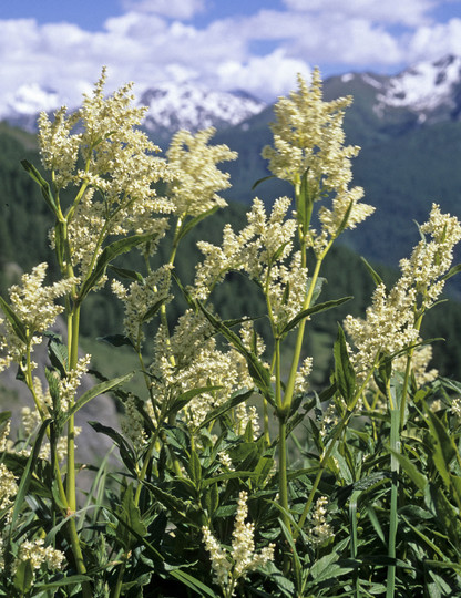 Polygonum alpinum