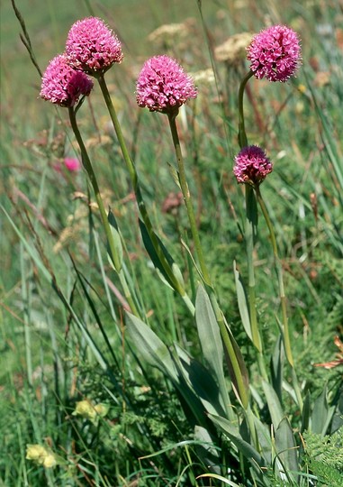 Traunsteinera globosa