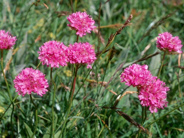 Armeria alpina