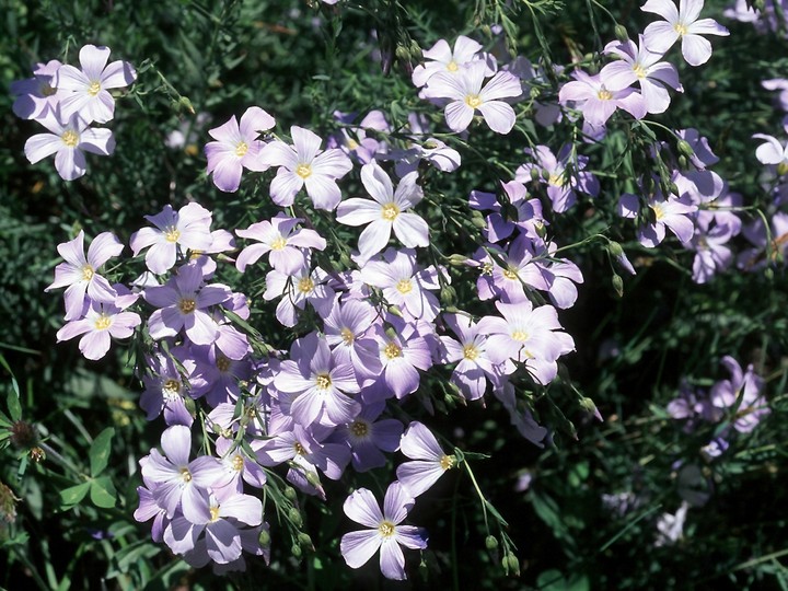 Linum alpinum