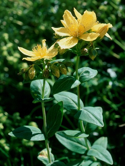 Hypericum richeri