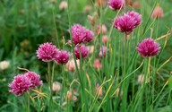 Armeria alpina