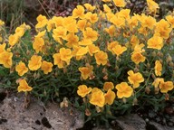 Helianthemum sp.