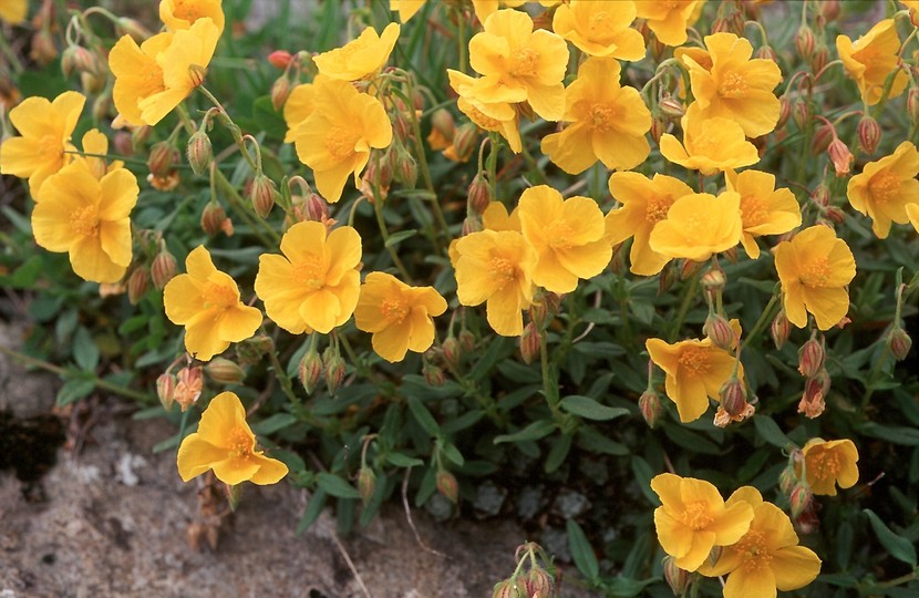 Helianthemum sp.