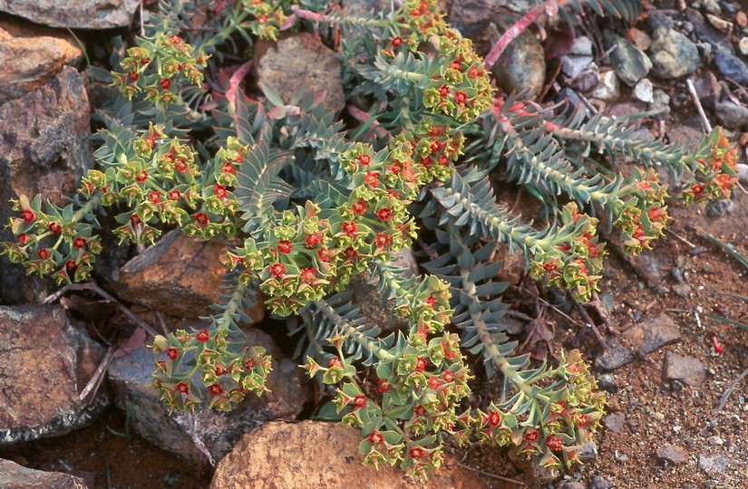 Euphorbia veneris