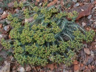 Euphorbia veneris