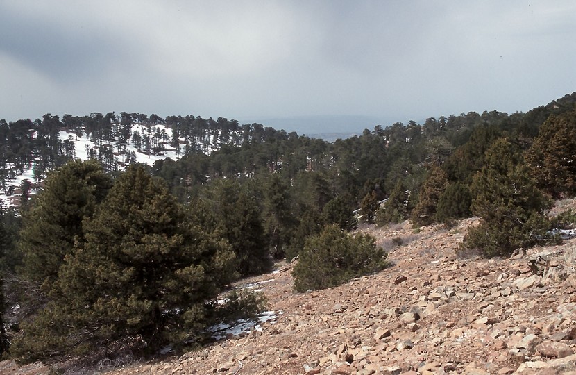 Juniperus foetidissima