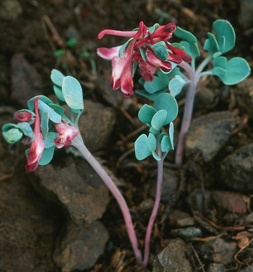 Corydalis rutifolia