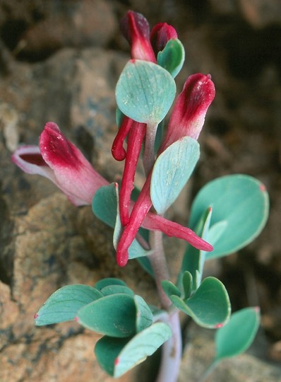 Corydalis rutifolia