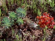 Euphorbia veneris