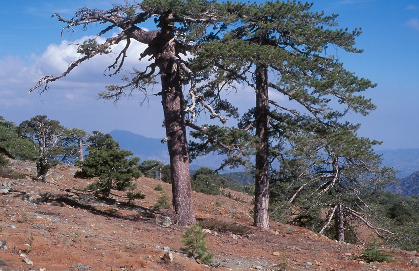 Pinus nigra ssp. pallasiana