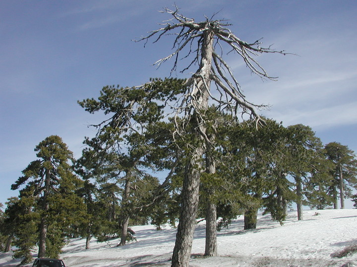 Pinus nigra ssp. pallasiana