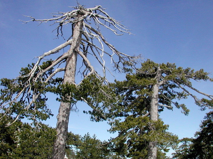 Pinus nigra ssp. pallasiana