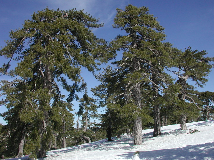 Pinus nigra ssp. pallasiana