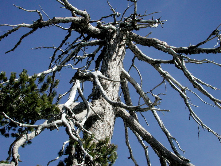 Pinus nigra ssp. pallasiana