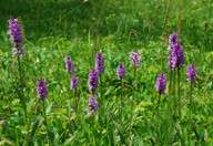 Dactylorhiza fuchsii