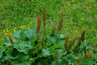 Rumex alpinus