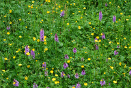 Dactylorhiza fuchsii