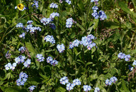 Myosotis alpestris