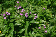 Epilobium alpestre