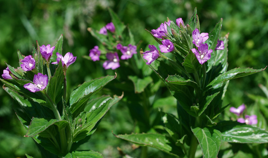 Epilobium alpestre