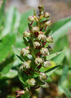 Dactylorhiza viridis