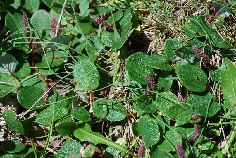 Salix reticulata