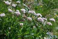 Valeriana montana