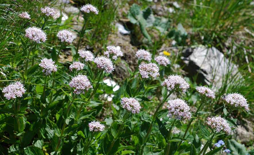 Valeriana montana