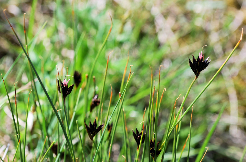 Juncus jaquinii