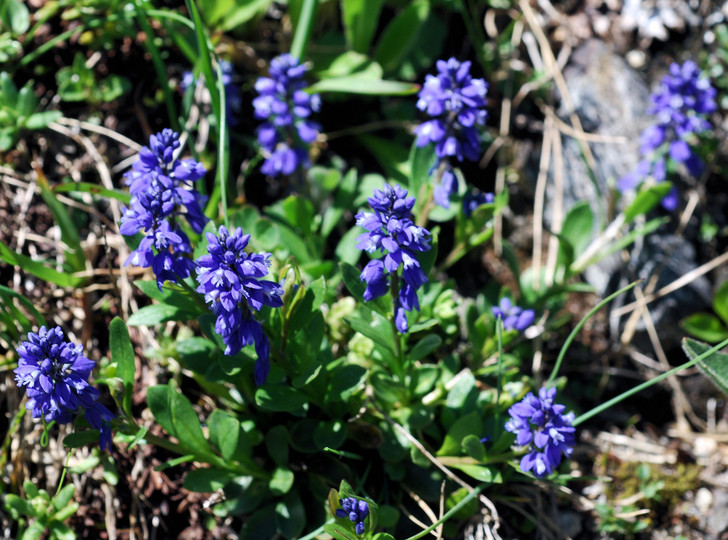 Polygala amara