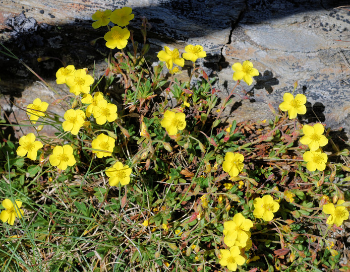 Helianthemum nummularium