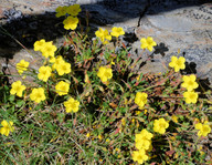 Helianthemum nummularium