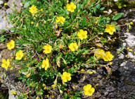 Helianthemum nummularium