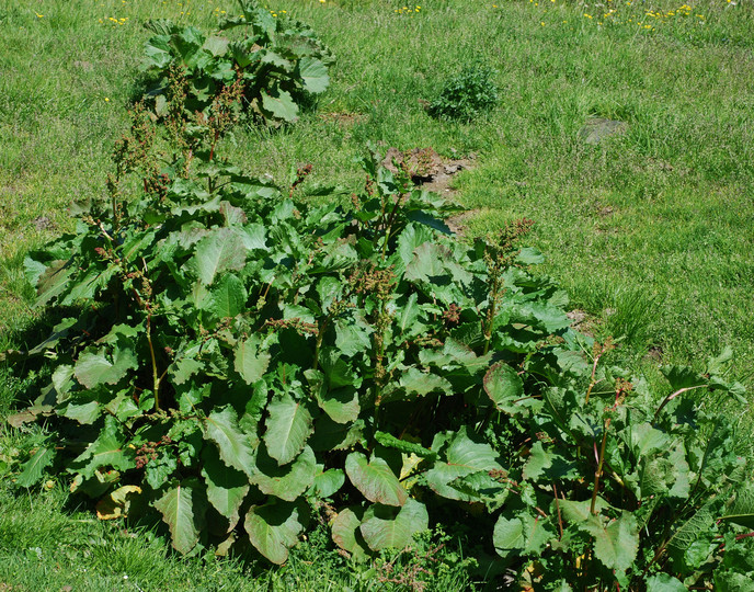 Rumex alpinus