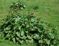 Rumex alpinus