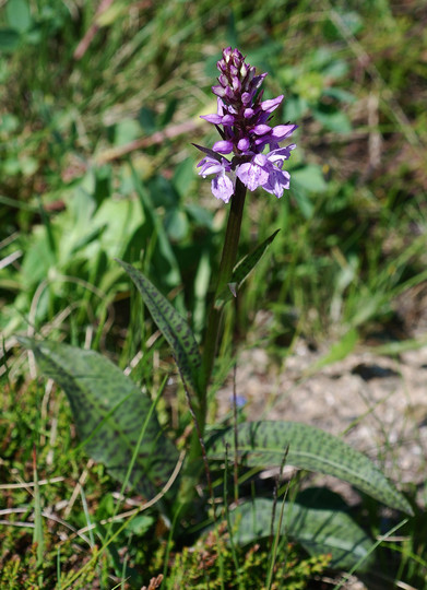 Dactylorhiza fuchsii