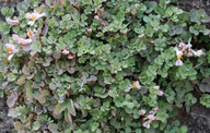 Sarcocapnos enneaphylla