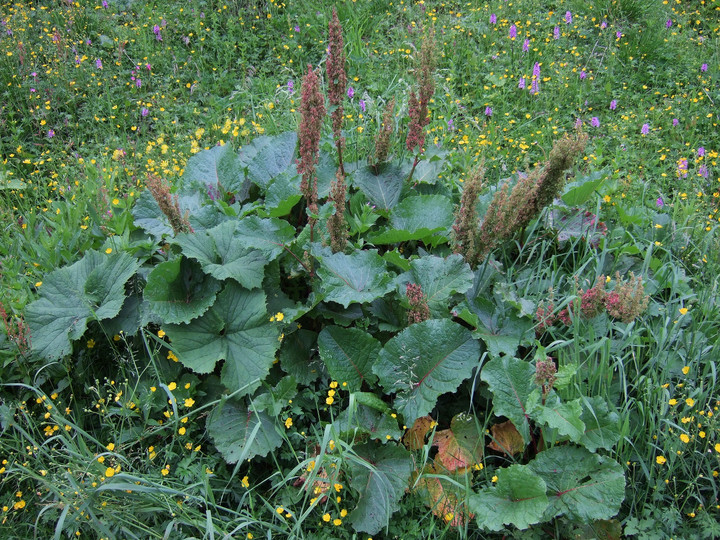 Rumex alpinus