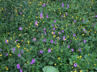 Dactylorhiza fuchsii