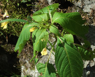 Impatiens parviflora